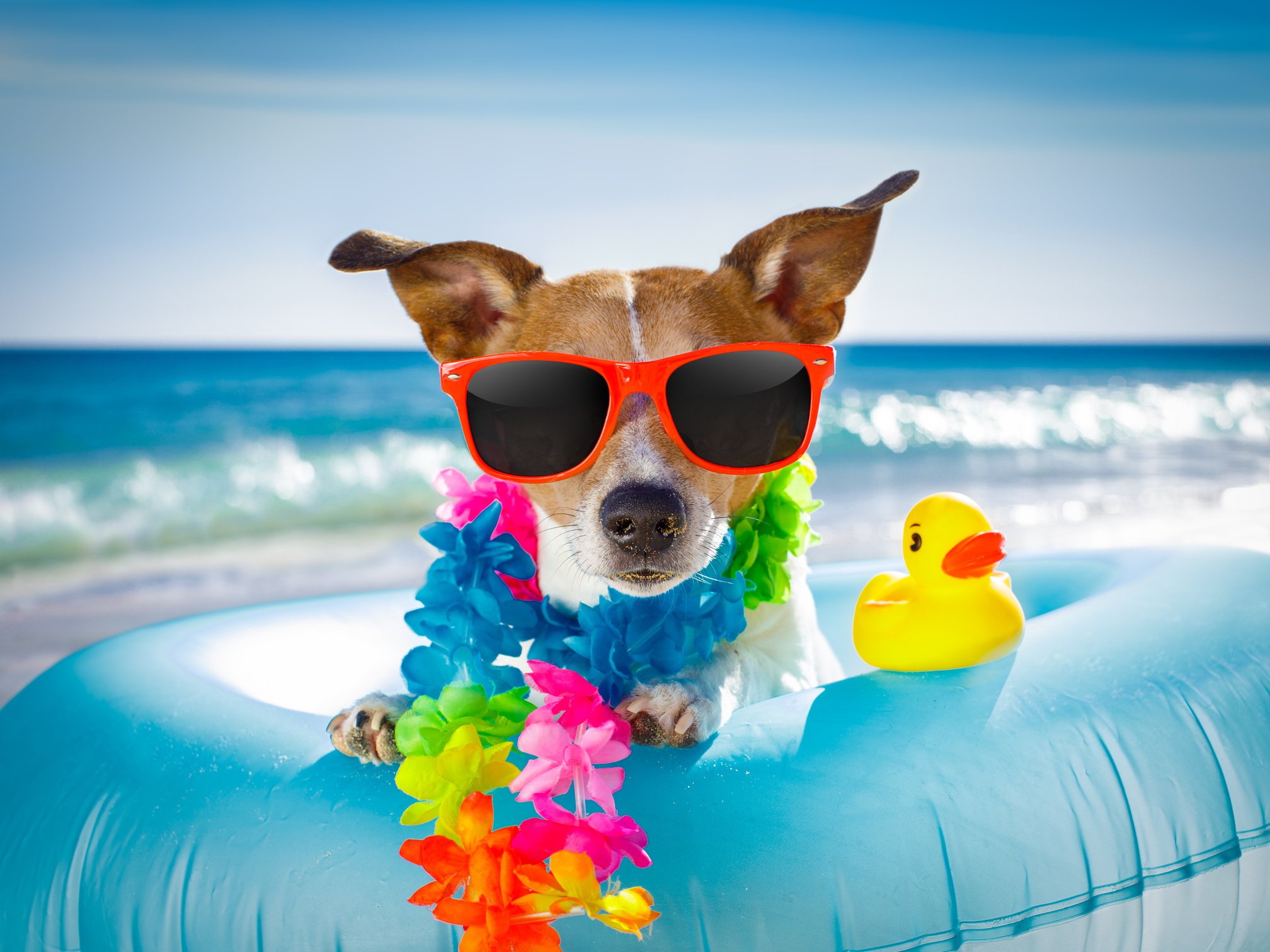 Dog at the Beach and Ocean with Air Mattress